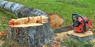 Best Tree Cabling and Bracing  in Merchantville, NJ