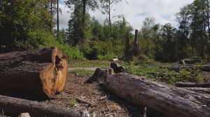 How Our Tree Care Process Works  in  Merchantville, NJ