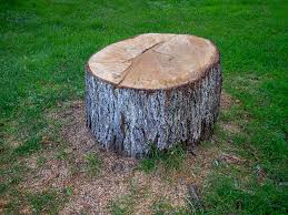 Best Tree Preservation Services  in Merchantville, NJ