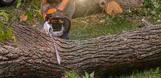 Best Organic Lawn Care Solutions  in Merchantville, NJ