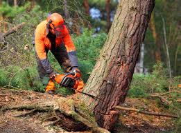 Best Tree Disease Treatment  in Merchantville, NJ