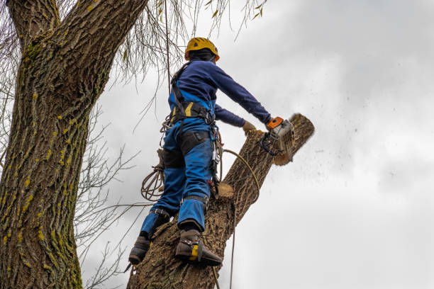 Best Tree and Shrub Care  in Merchantville, NJ