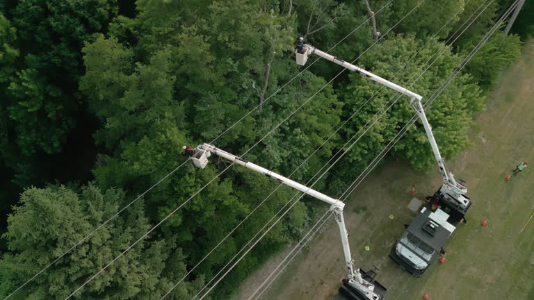 Best Tree Trimming and Pruning  in Merchantville, NJ