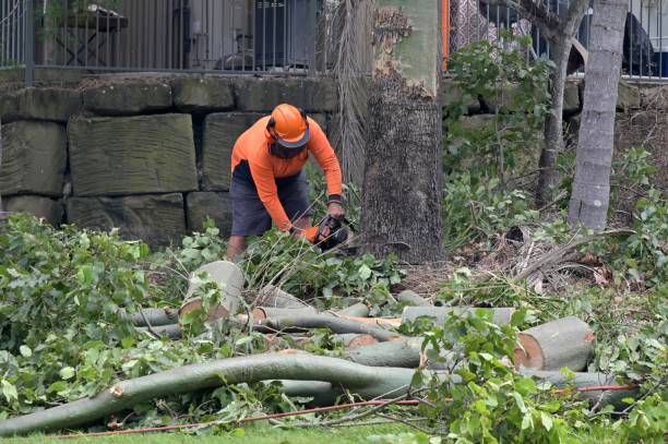 Best Arborist Consultation Services  in Merchantville, NJ
